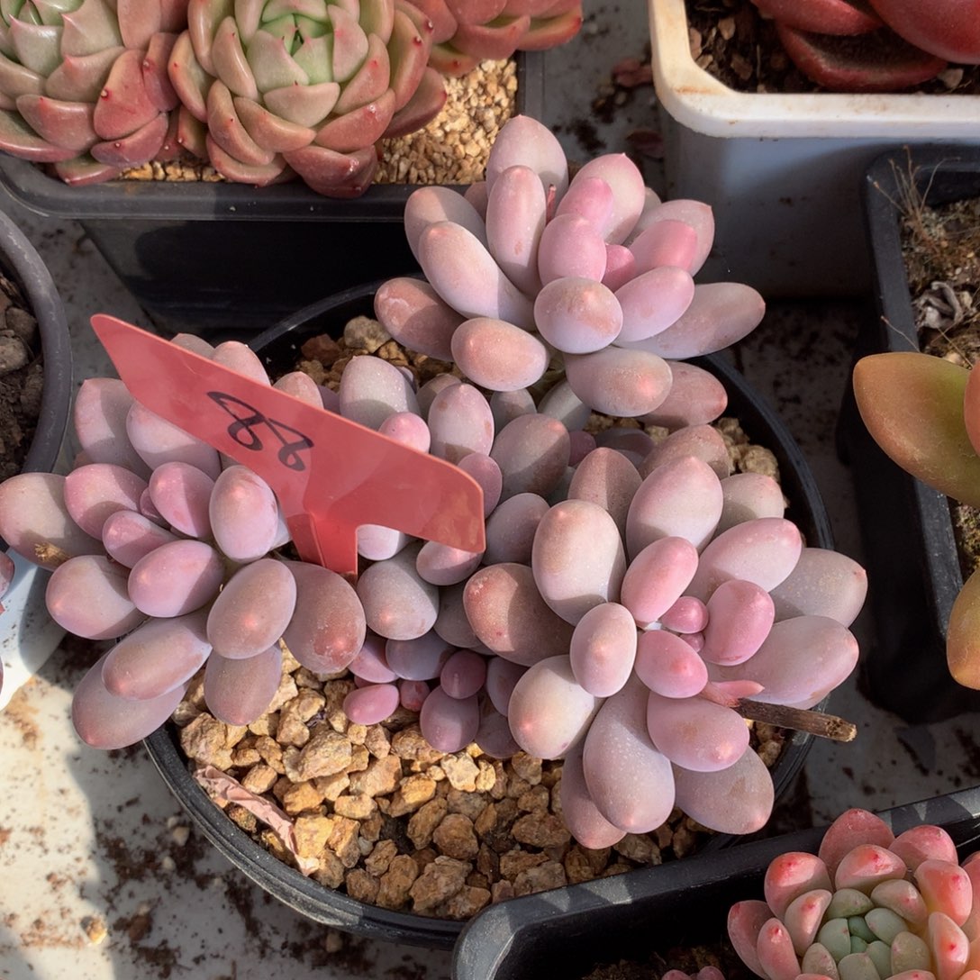 七彩美人7273727277372