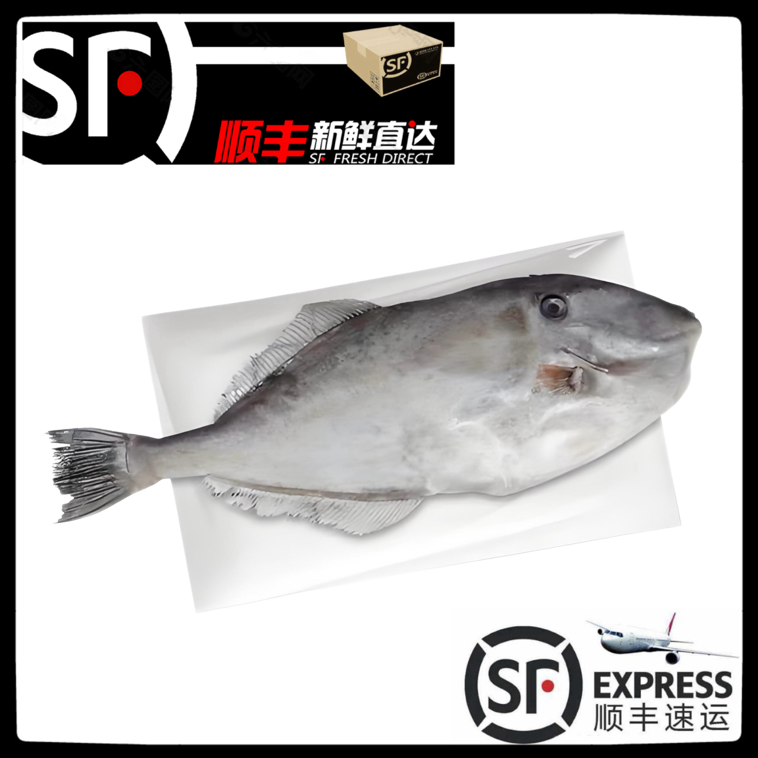 【仙公迪】惠来神泉港大剥皮鱼/仙公迪【不剥皮】顺丰冷链顺丰包邮