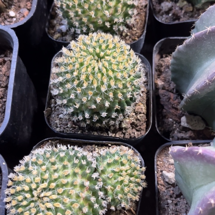 嘉文马蹄化好养皮实