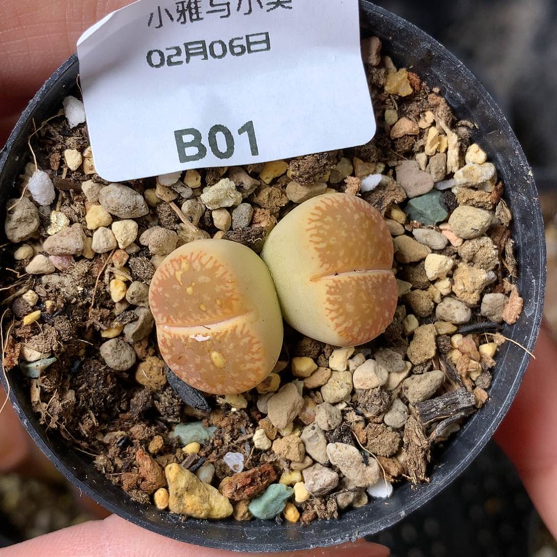 B01多肉植物保护