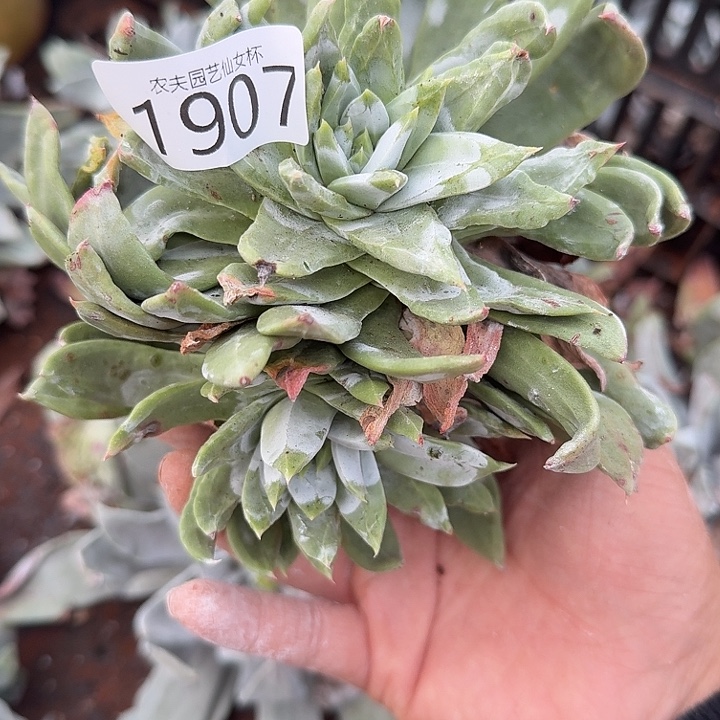 3代杂交仙女杯多肉福利瑕疵处