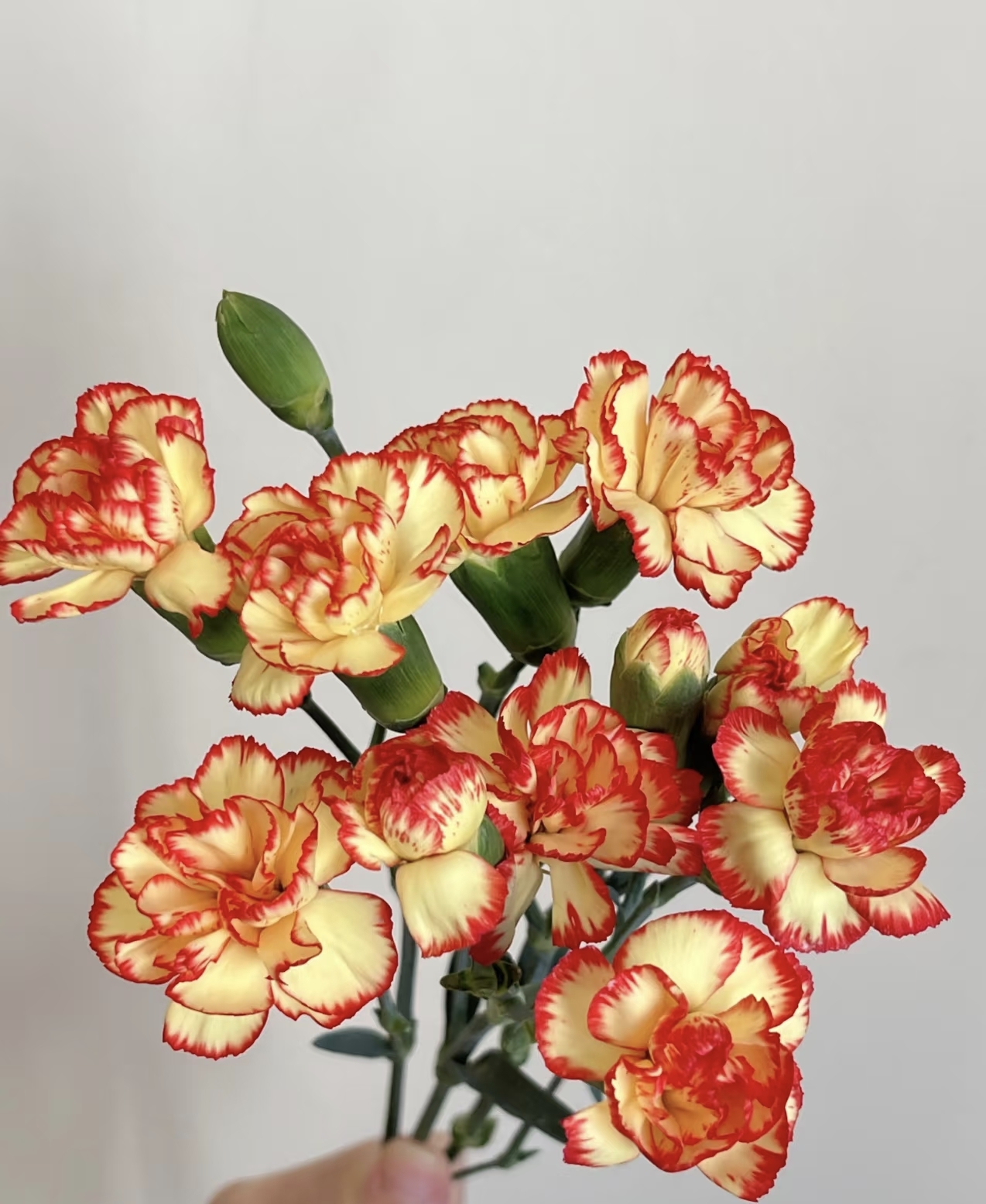 三岁花集--基地多头康乃馨卡林波（一单中通二单顺丰包邮）