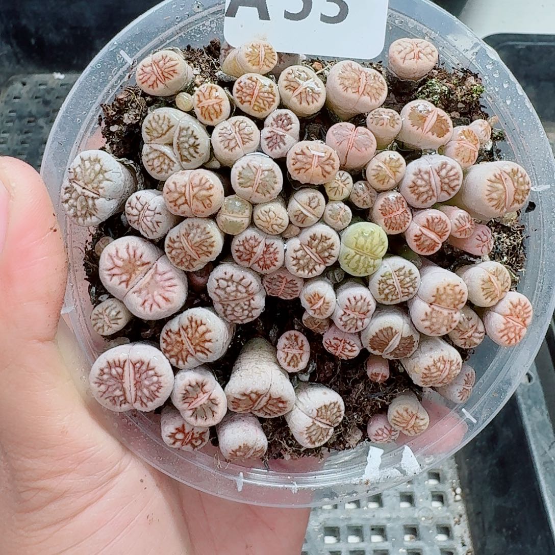 53多肉植物多肉植物