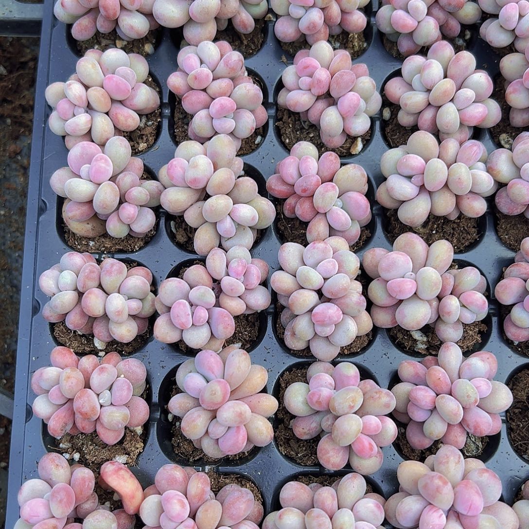 穴盘桃蛋11颗19包邮多肉