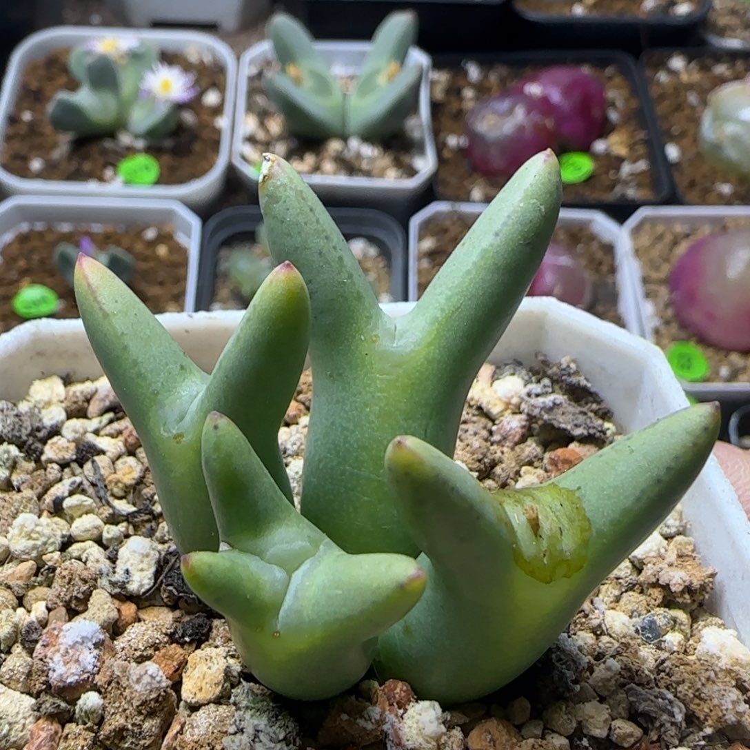 皮卡丘群奔驰多肉446