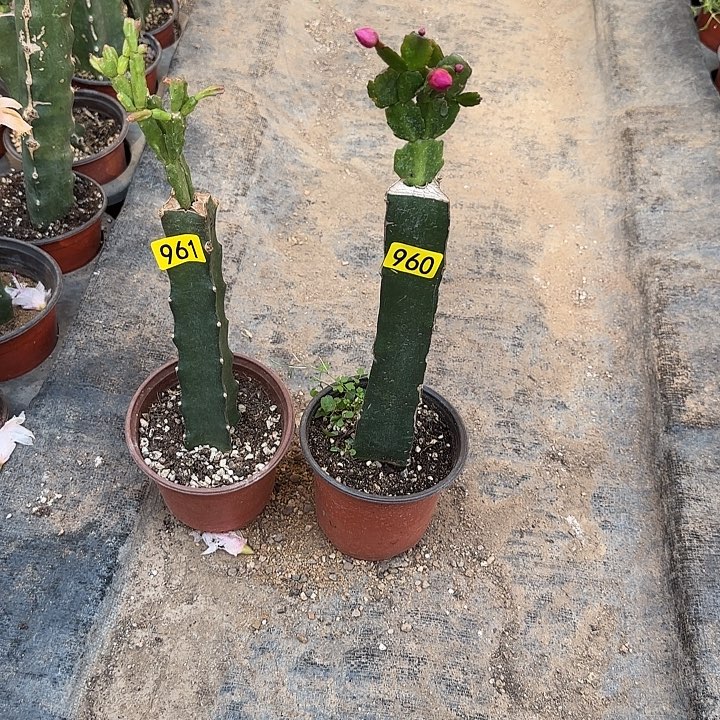 960+961嫁接蟹爪兰：红桑巴+紫异类