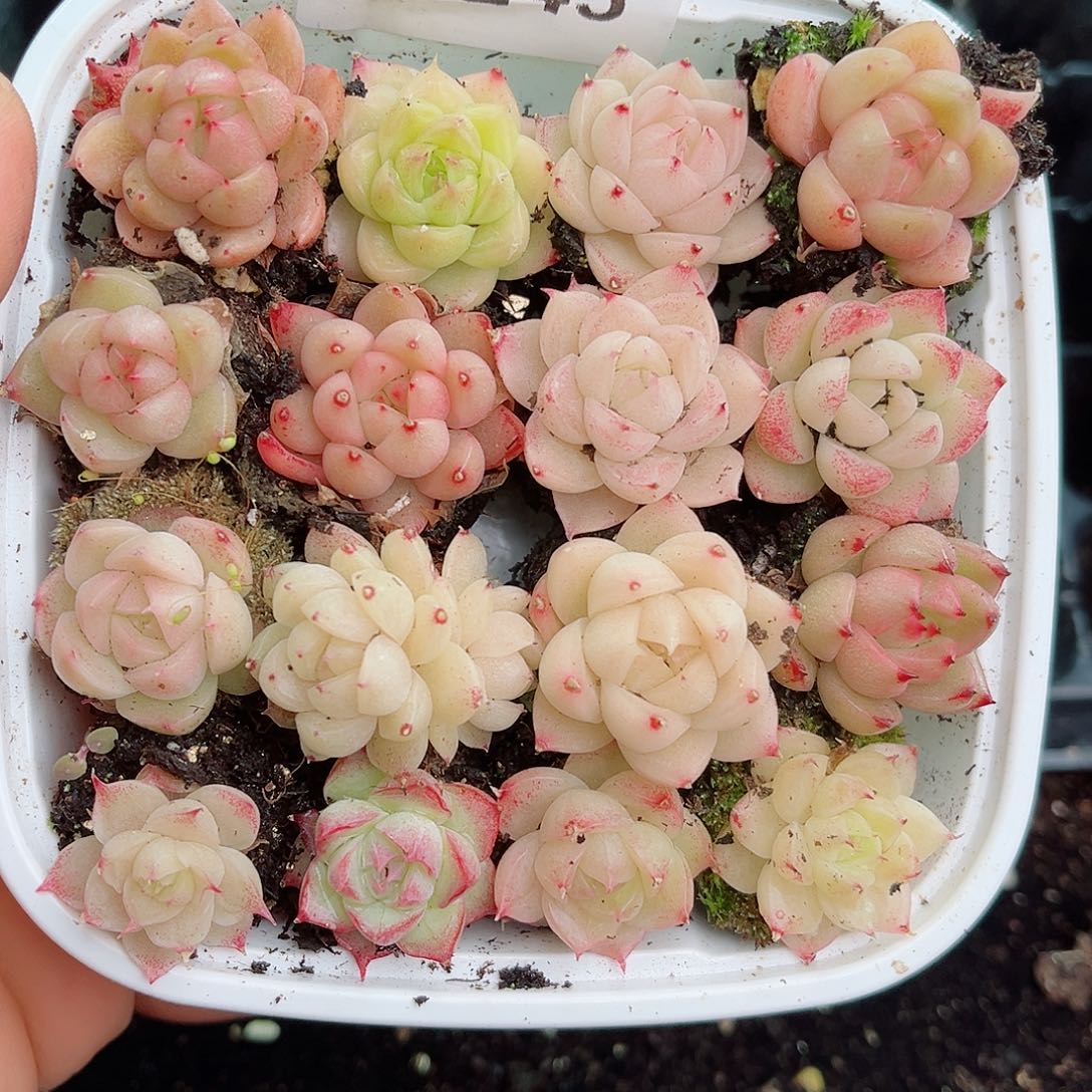 1-245 新疆西藏内蒙不发12.8包邮2-3公分多肉