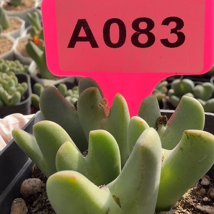 苹果公司宣布成立苹果新y