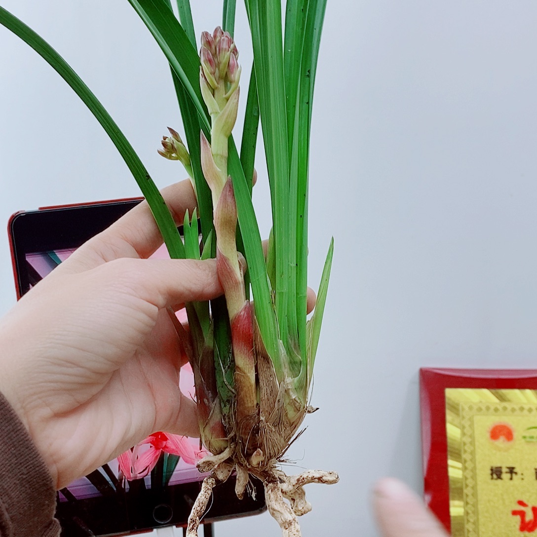 少量花朵（建议范围：2朵-5朵 或40%以下）