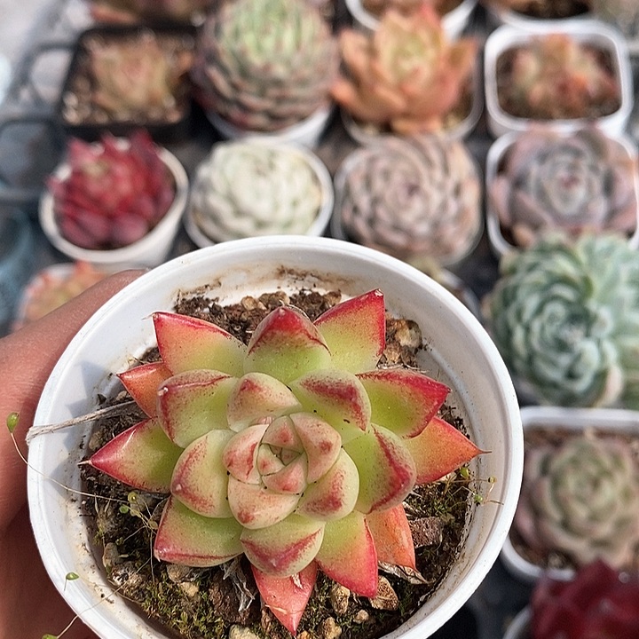 多肉植物一物一拍0003