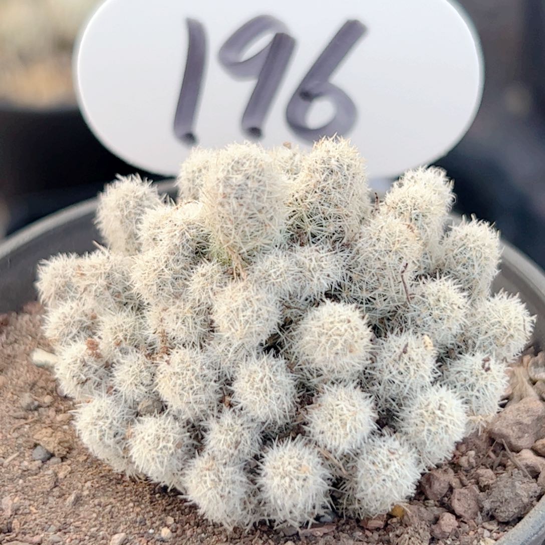 自根孤雁仙人球 