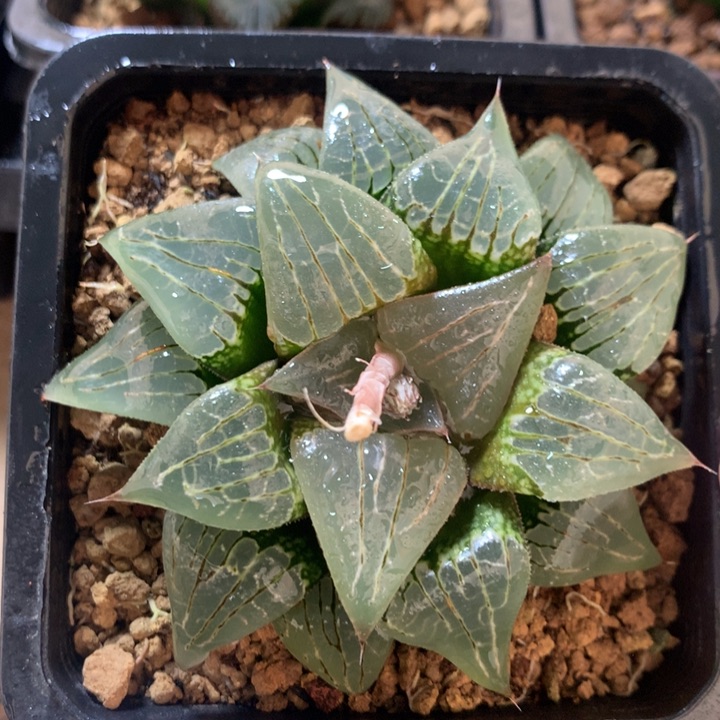 水晶克一物一拍带盆