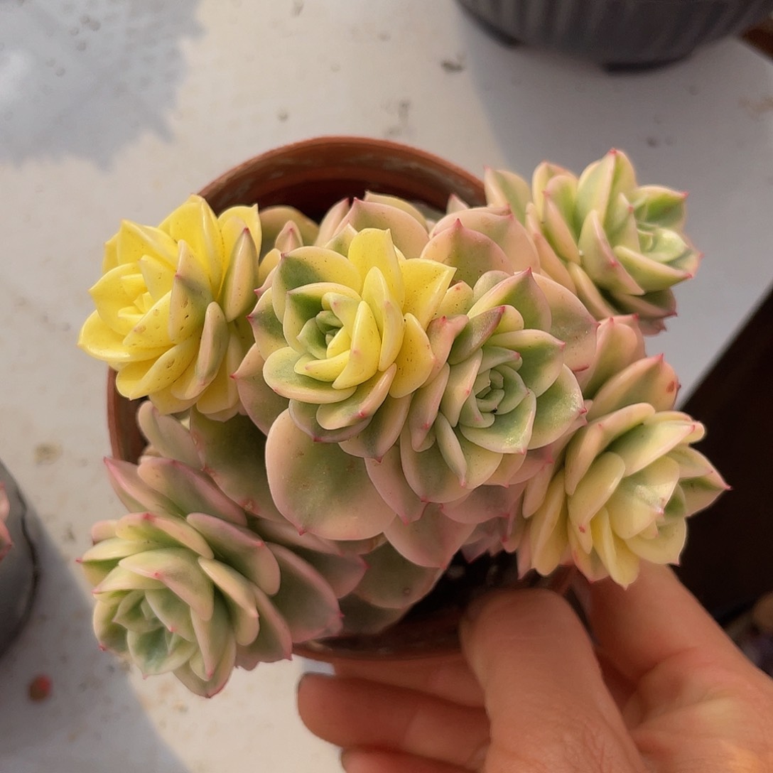 蜡牡丹锦多肉多肉多肉