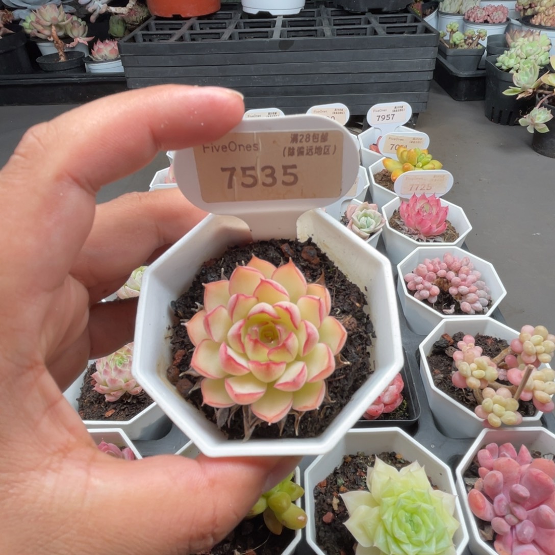 7535梦幻玫瑰4.0厘米