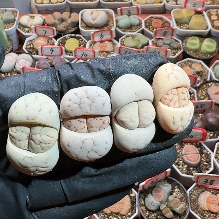 生石花11111。   90