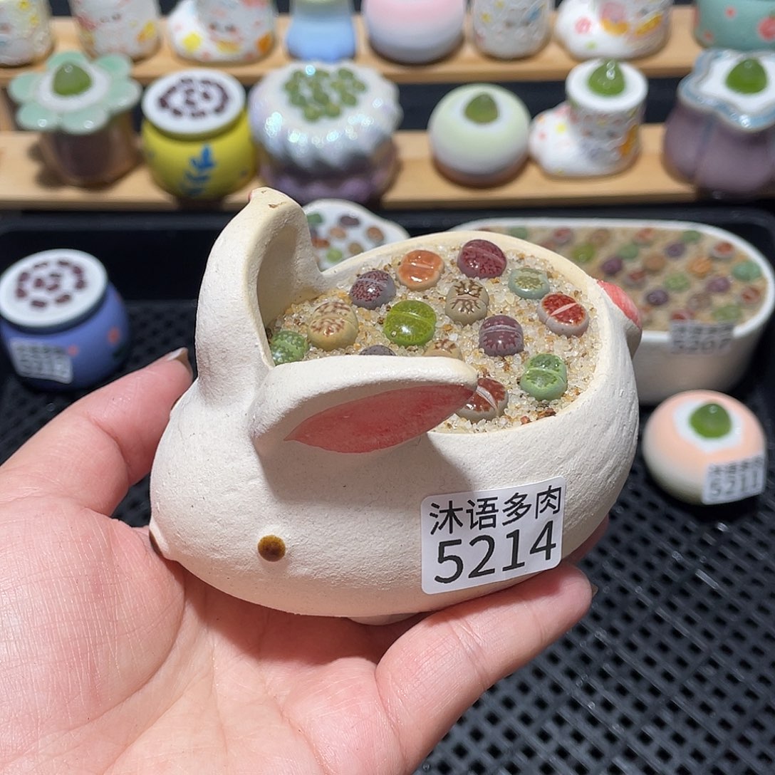 带盆土植物 一物一拍5214