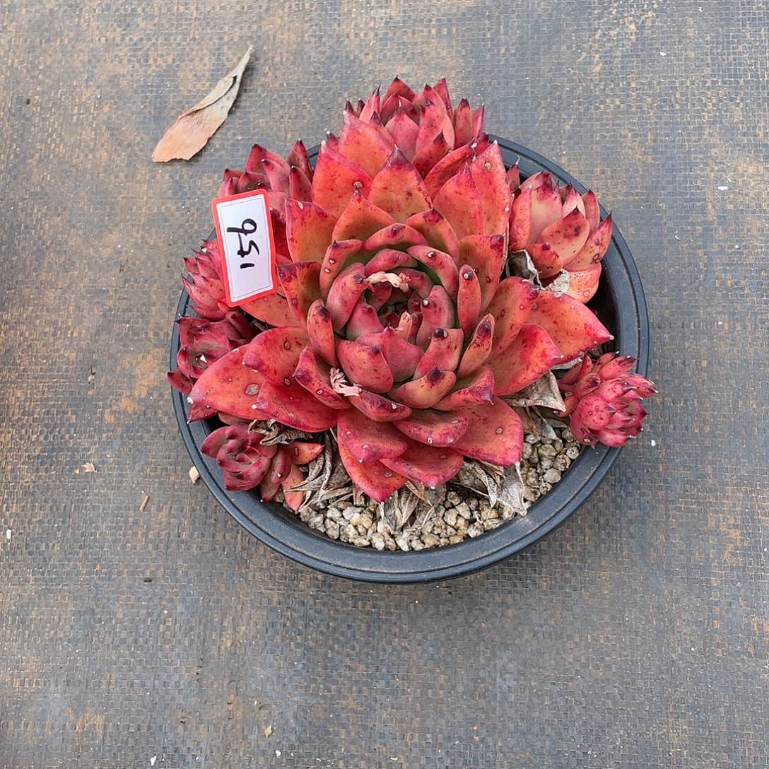 用****0东云组拍156（西藏、新疆、内蒙不包邮）