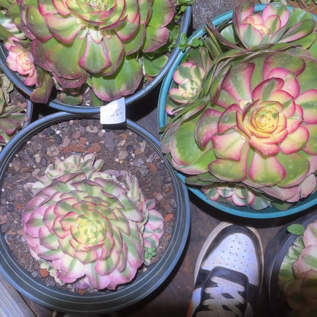 云南多肉植物组拍