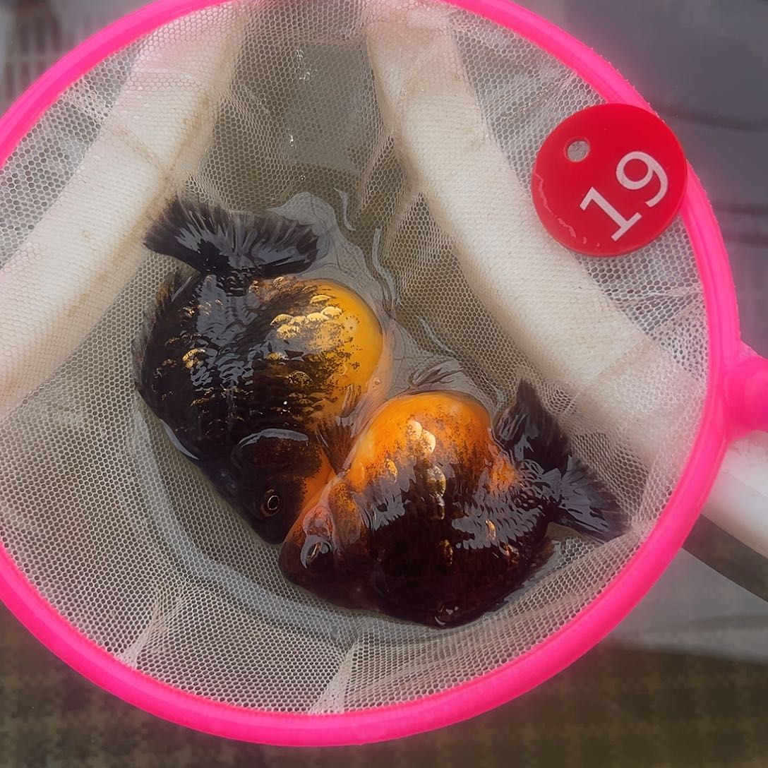 海水鱼短尾将军泰狮短尾