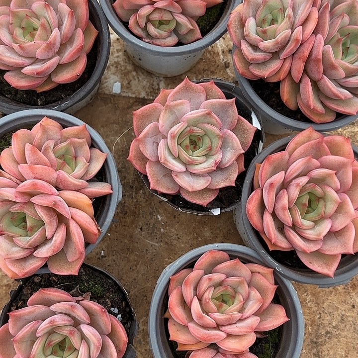 安吉丽娜）拍满18包邮）