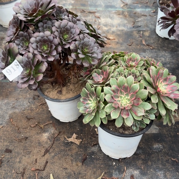 918原叶玫瑰➕莲花座包邮。        