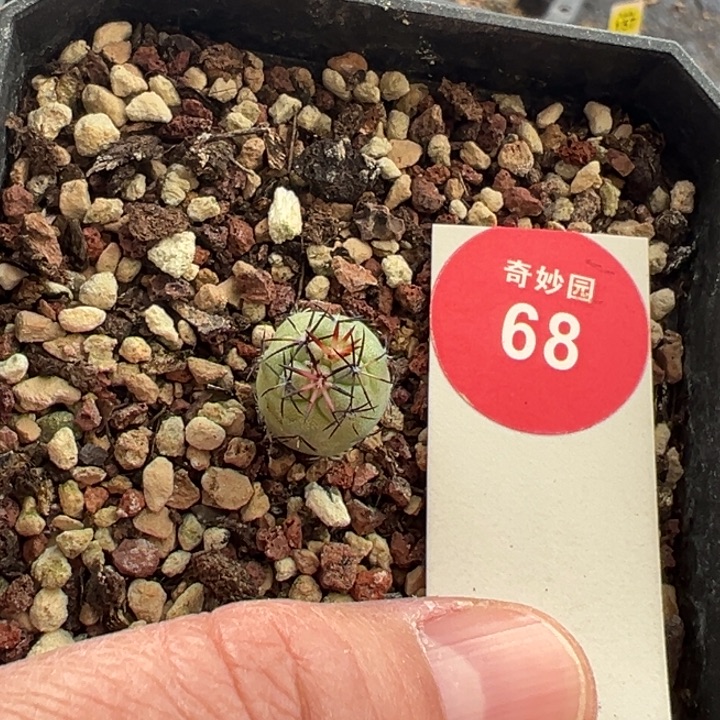 实生大尤帝王丸1.1cm