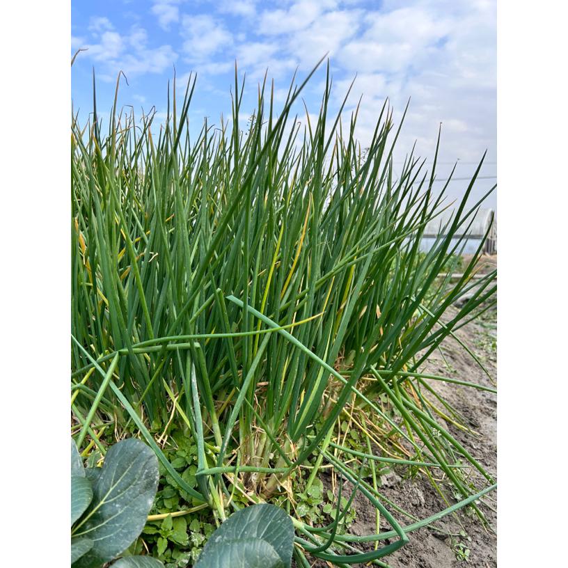 苏北露天自家种植小香葱 现摘现发