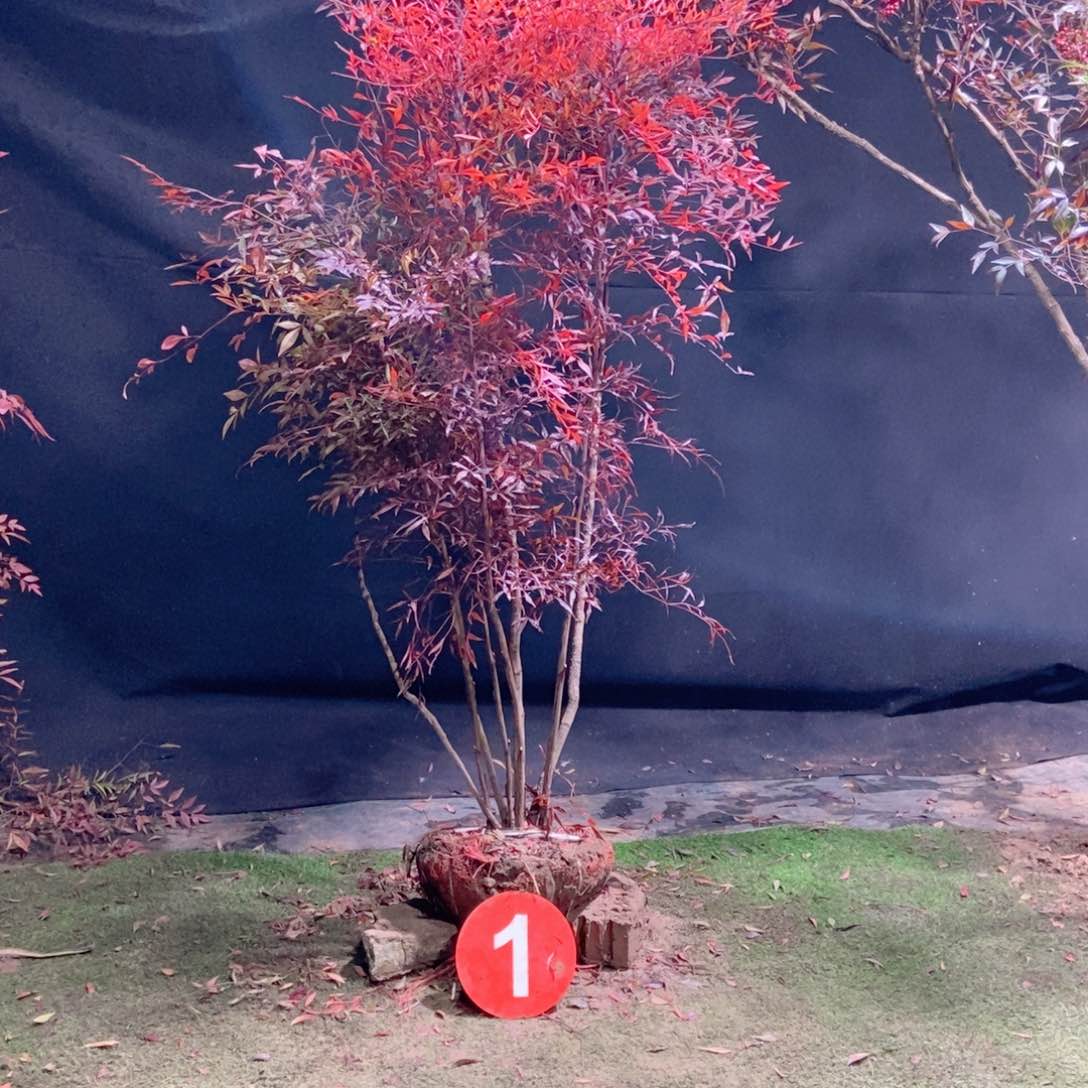 完全开放用****3南天竹