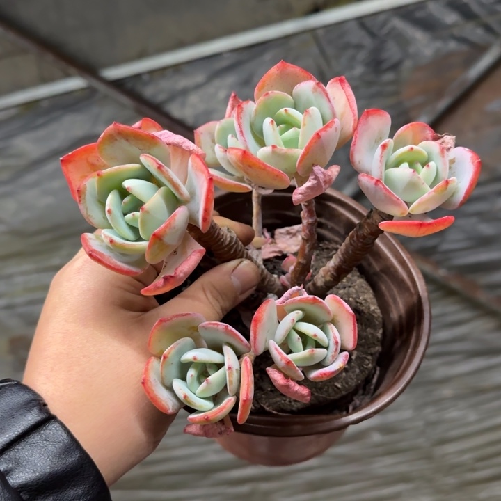 白月光五头起160杯