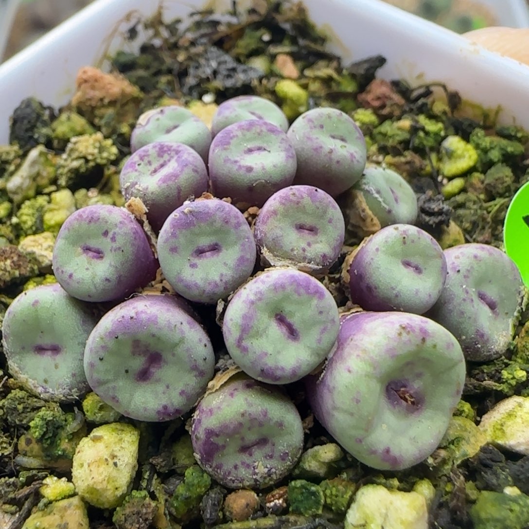 小红嘴群多肉植物235