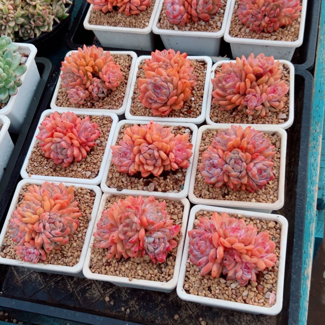 精品多肉植物老桩随机发一棵橙子雪天使