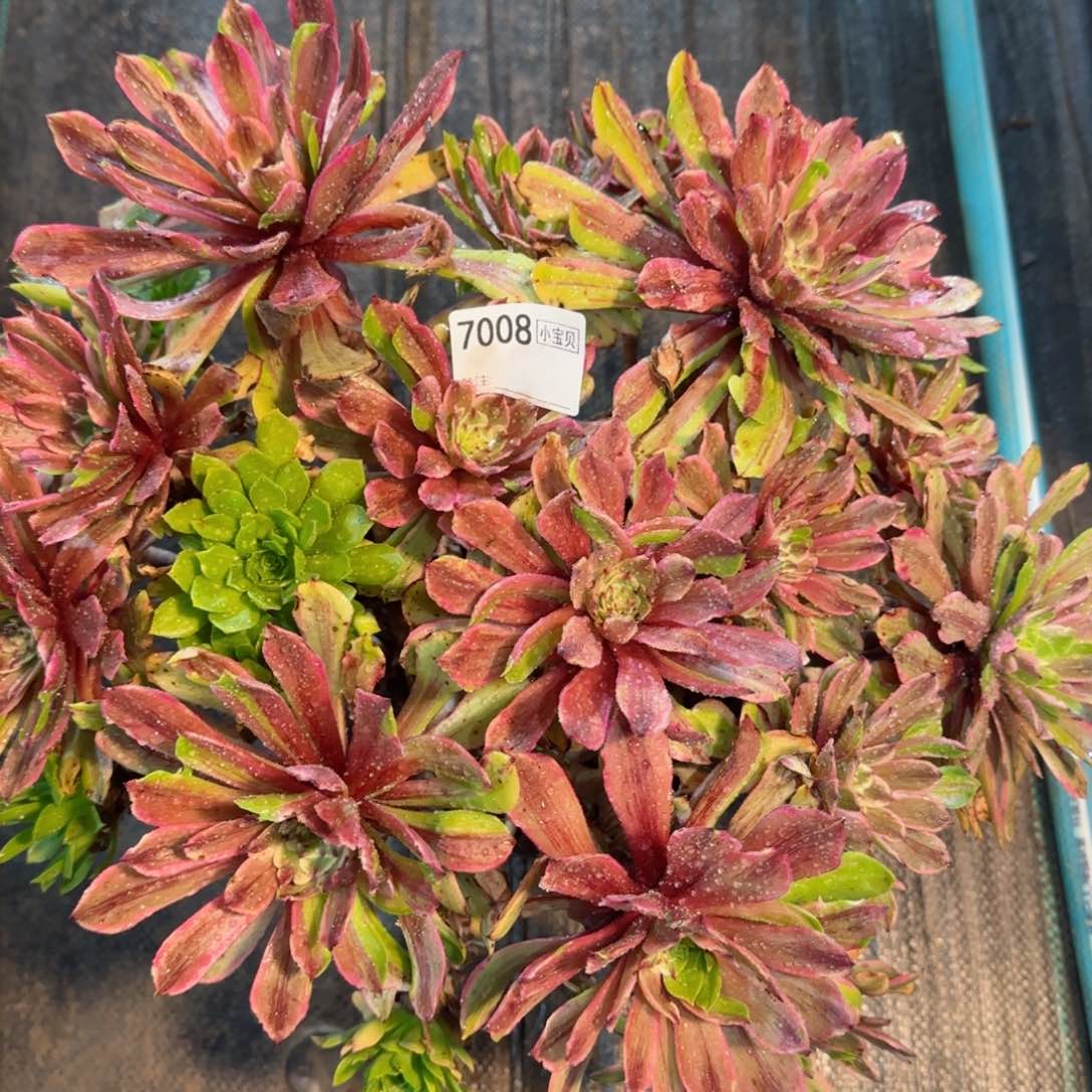 7008多肉粉黛话多肉多肉