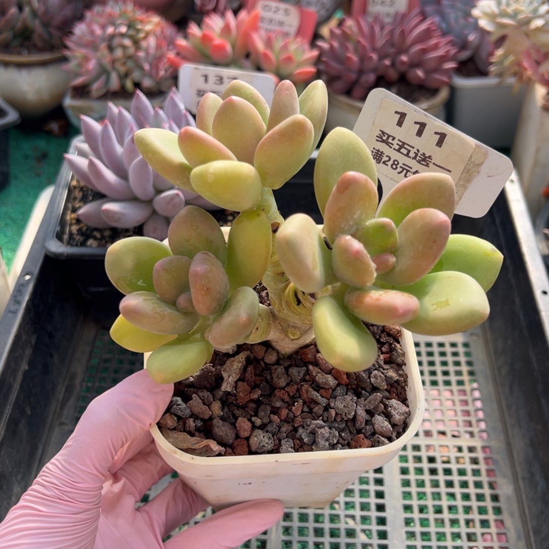 表妹精品多肉植物111.
