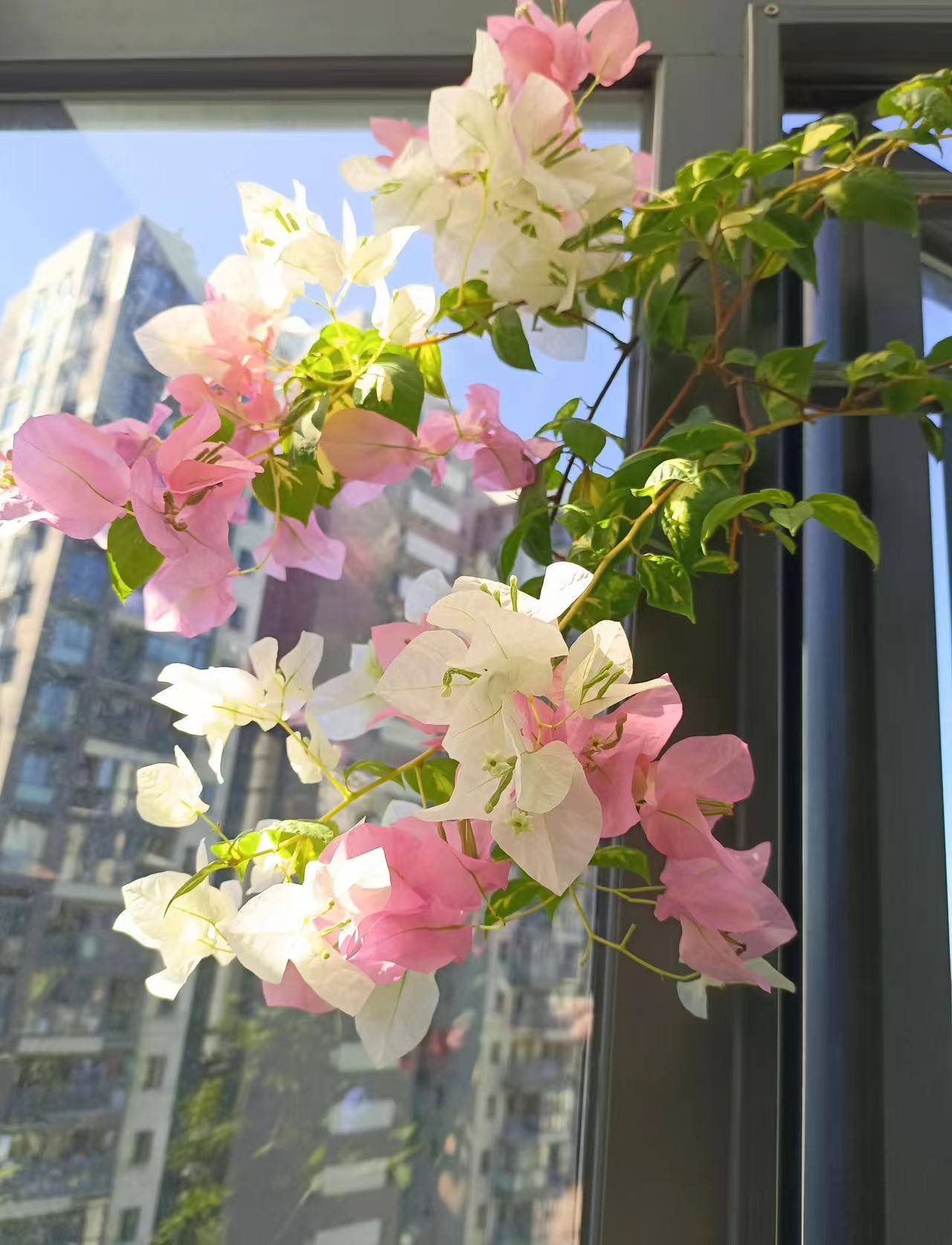 【金心橙白】勤花品种三角梅四季开花好养易活原盆原土带花带叶发货