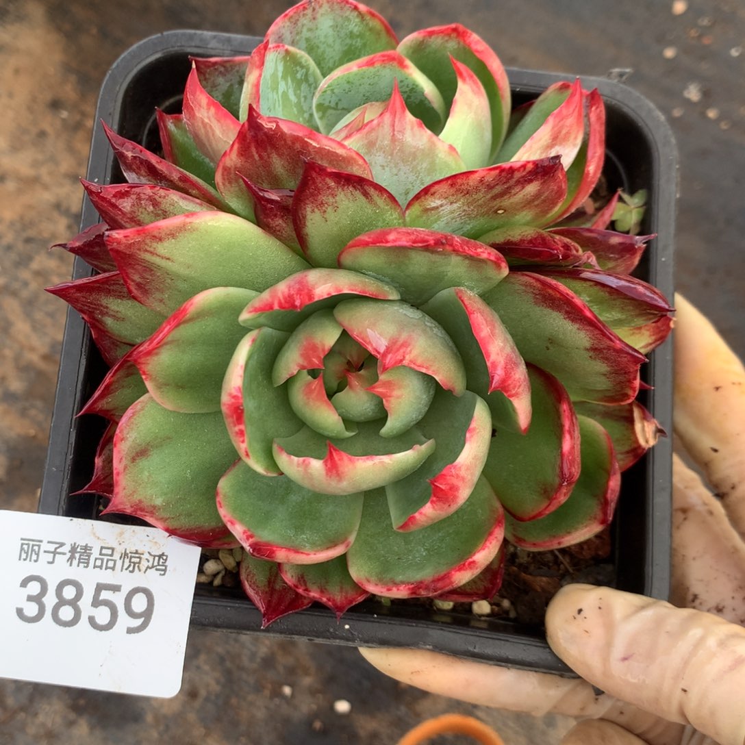 3859一物一拍不售后