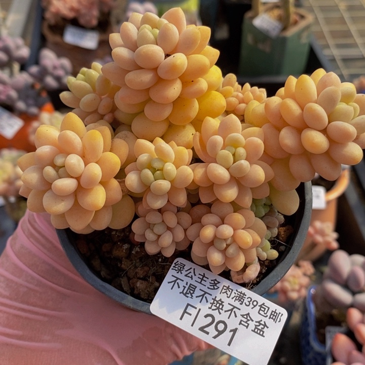 洛可可10cm运输会掉叶291多肉植物