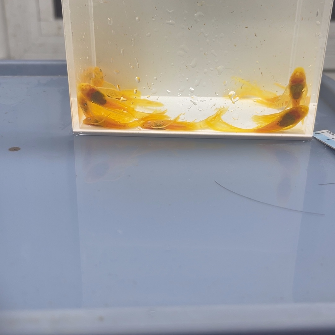 清道夫鱼大帆10条开箱视频报损