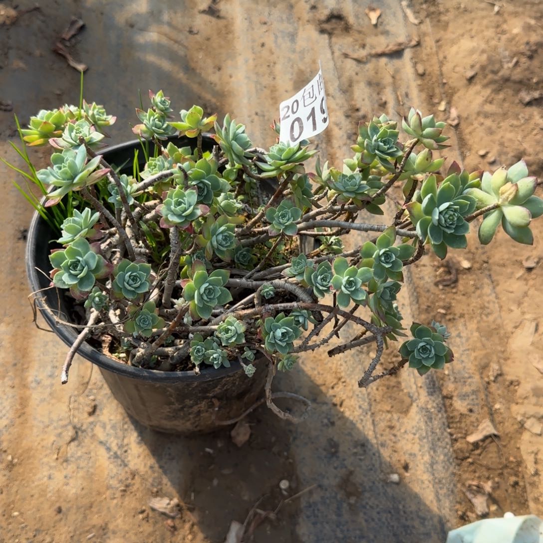 散装薄化妆019满20包邮断枝不包