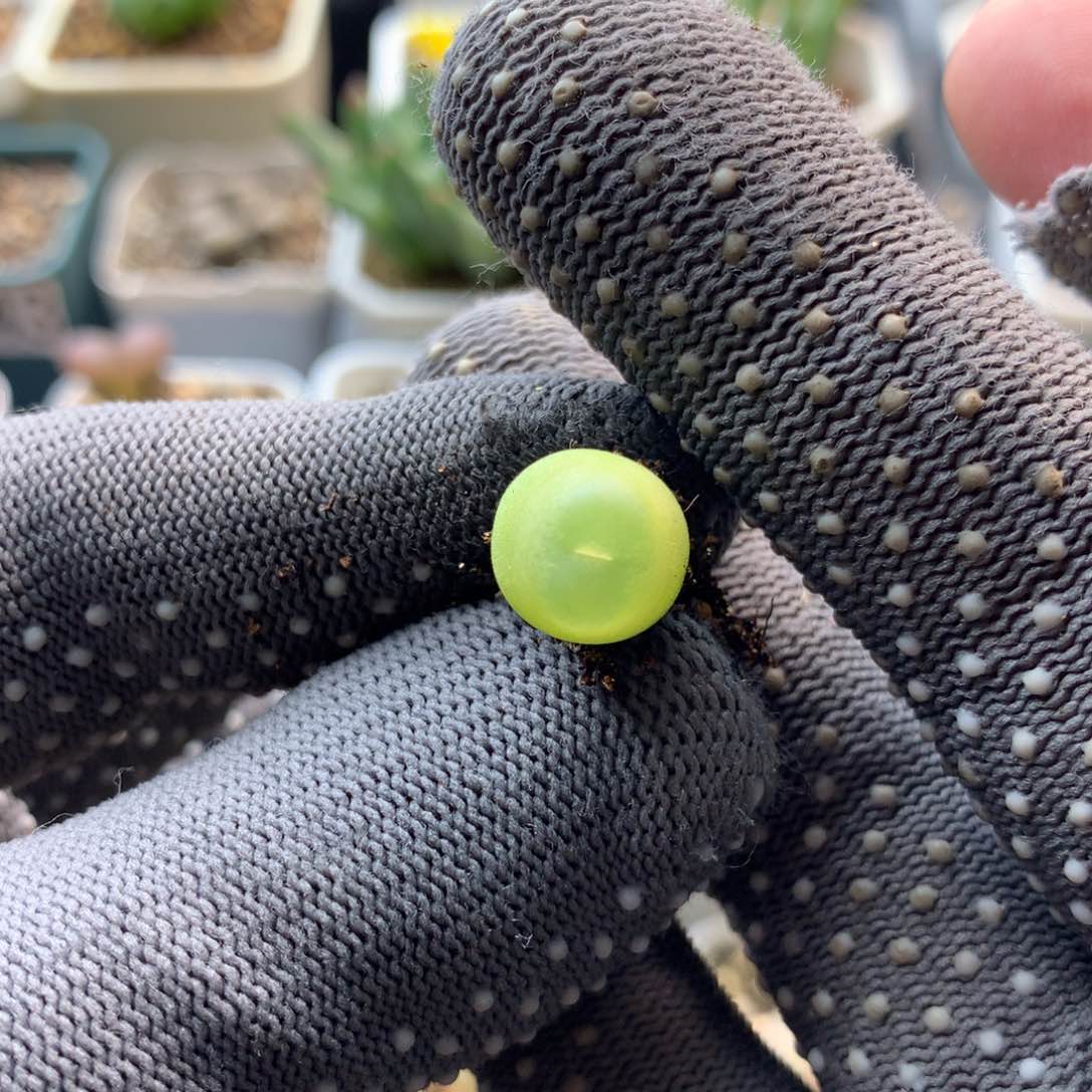 64号大王拉登一颗