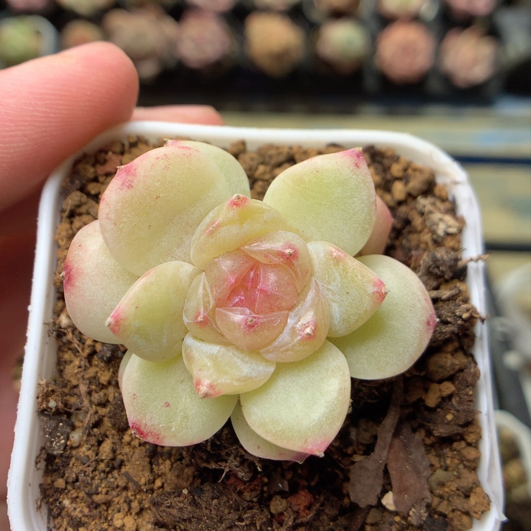 F170 ，柿子多肉20包邮两天凑单