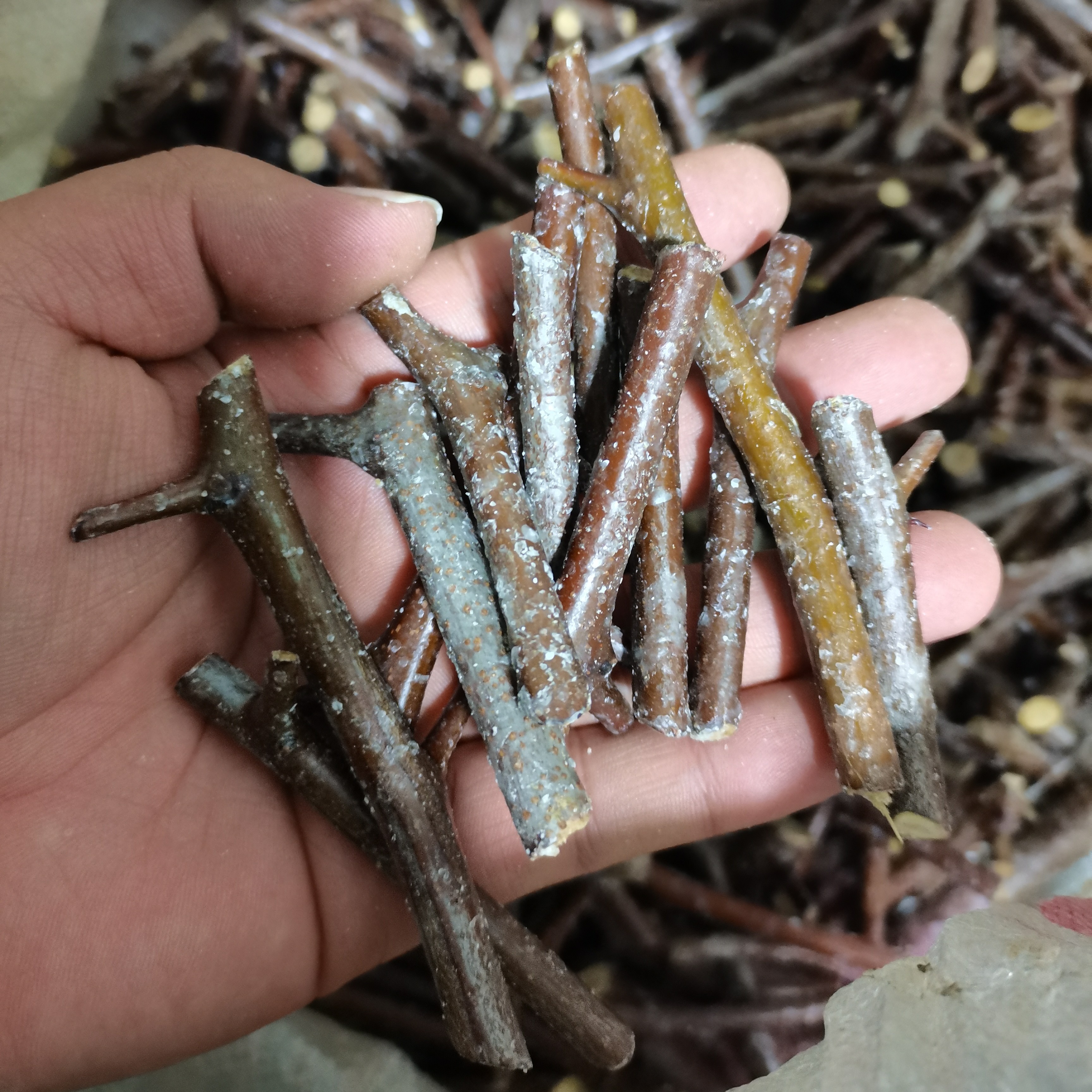 50个优质酸枣嫁接接穗  嫁接当年即可大量结果