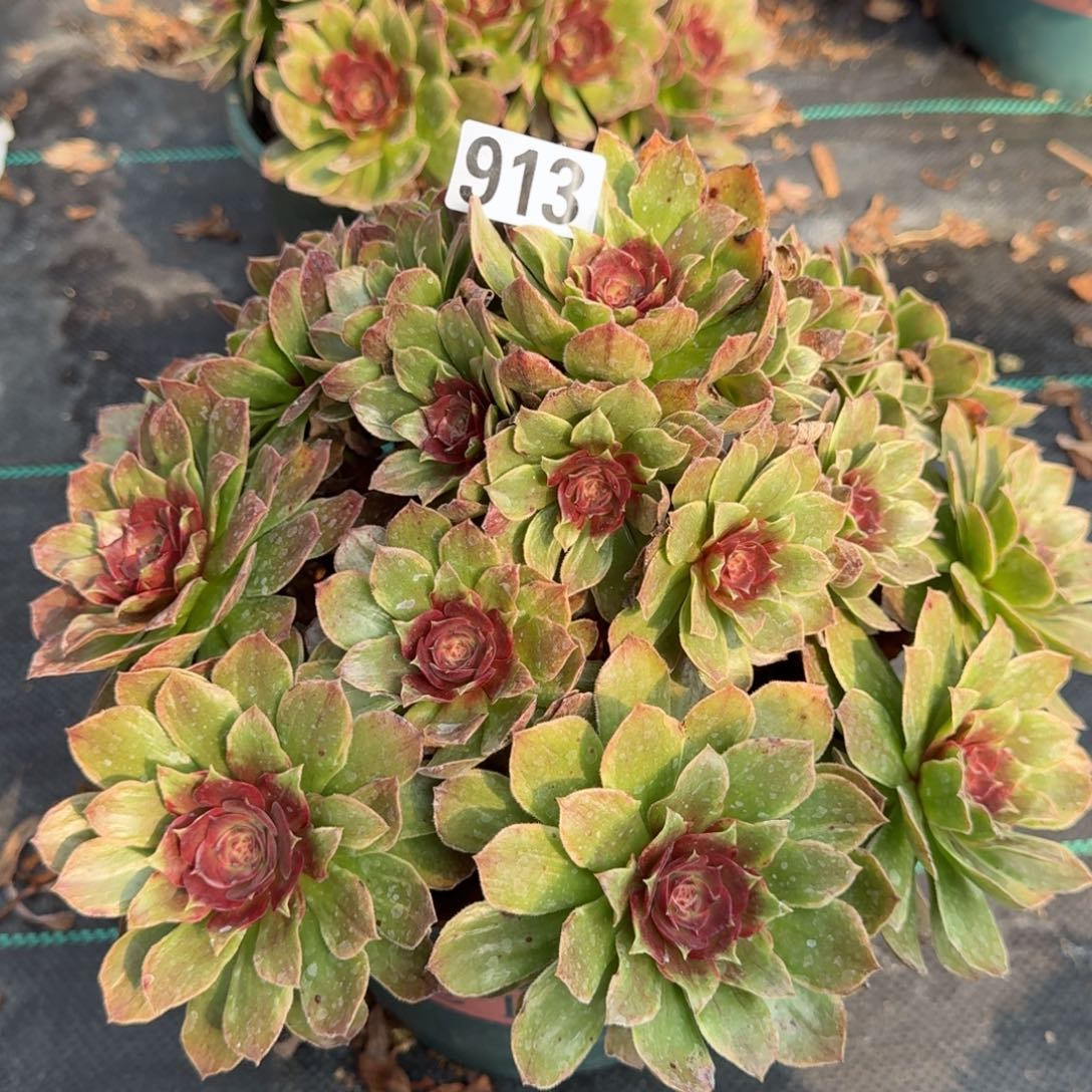 913大红丝绒多肉植物