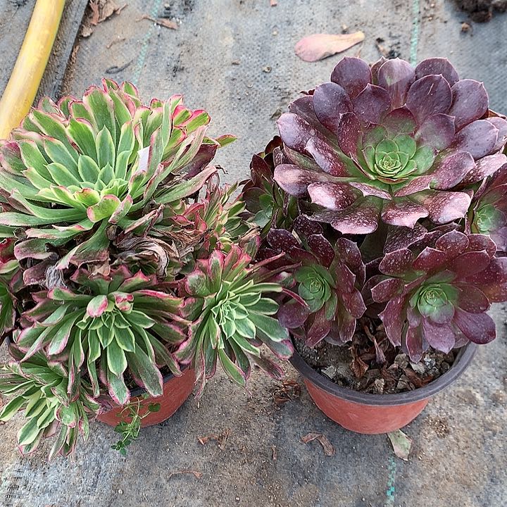 512两颗多肉植物