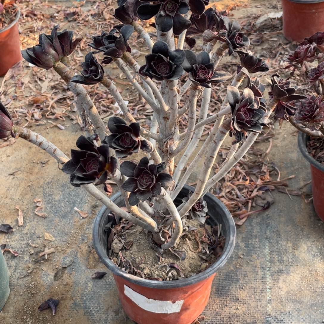 44黑圆叶多肉法师多肉