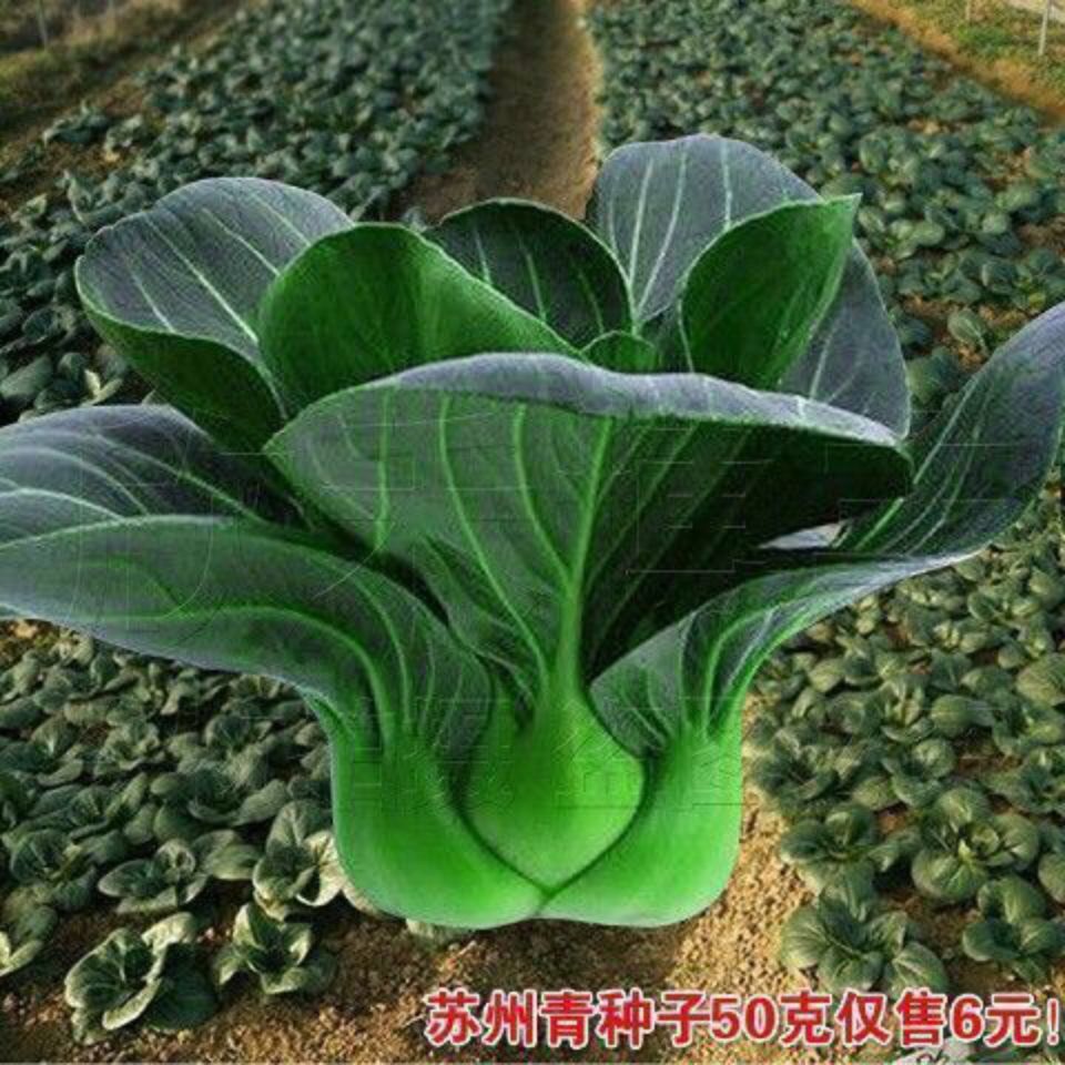 新种黑叶苏州青种子矮脚青梗菜种子春秋冬都可种植上海青不生虫菜