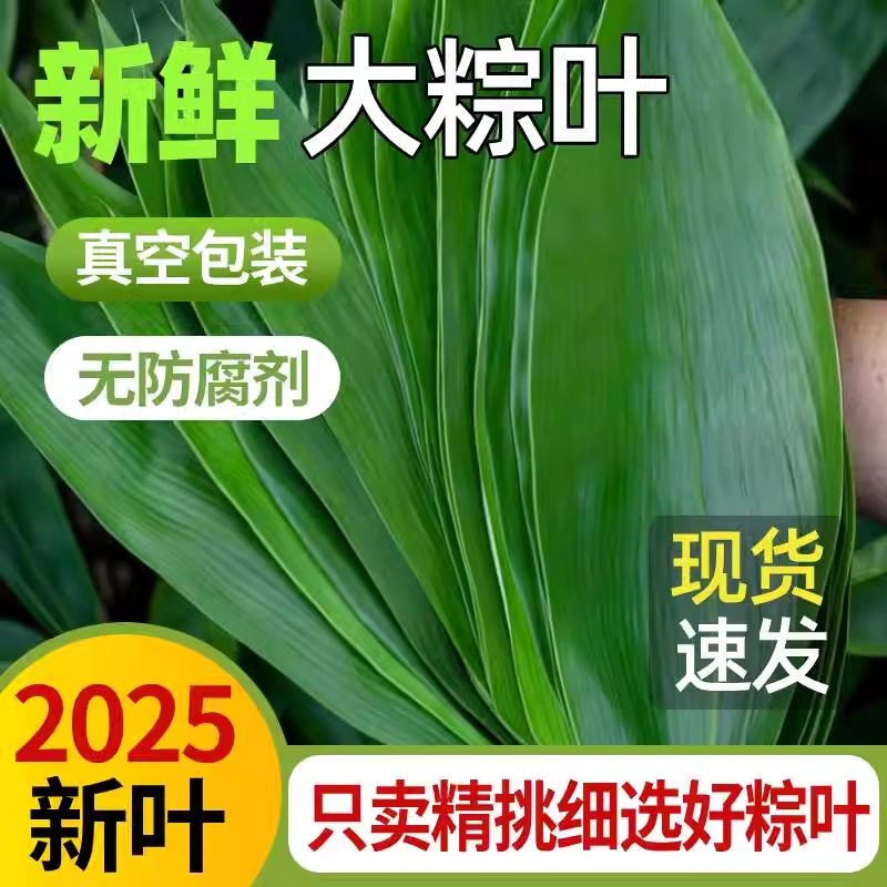 【端午节必备】粽子叶粽叶生粽叶新鲜大号新叶宽棕叶干包粽子