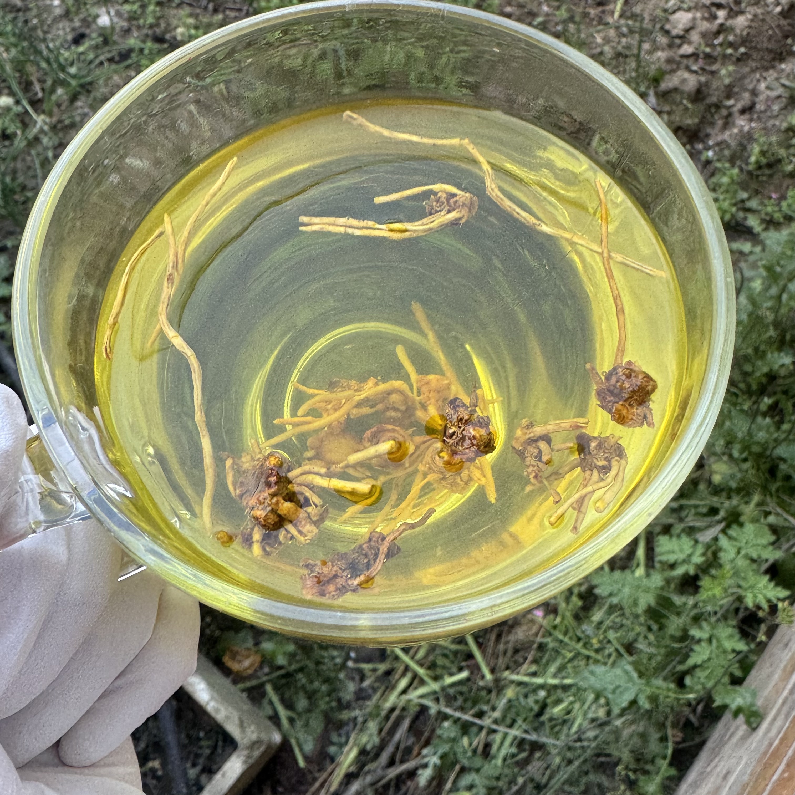 1【龙-须-石-斛-菇】净含量：250g-500g【小英现收】