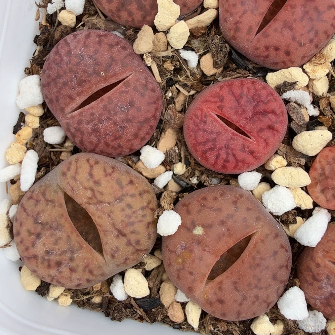 不要说对不起哦300