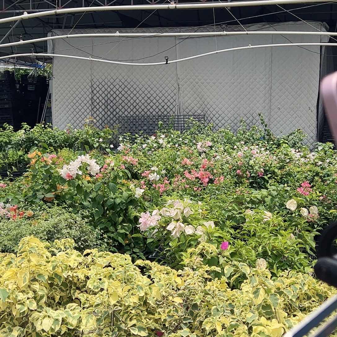 大部分开放少量花苞随机带竹一棵