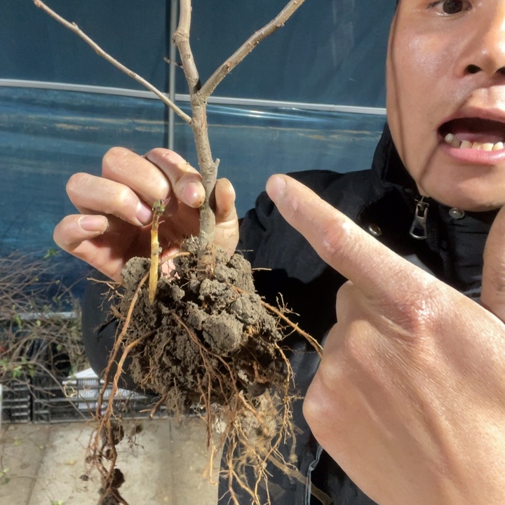 绿宝石海棠花一颗苗